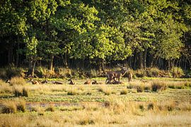 Deer in the Bronze Age