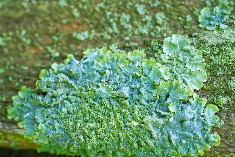 Green and Blue Lichens Macro 023 by Iris Holzer Richardson