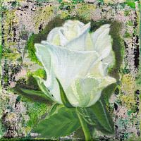 Witte Roos