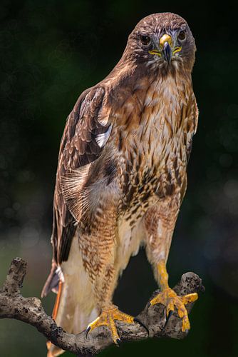 Red-tailed hawk on a branch.