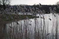 Riet aan het water