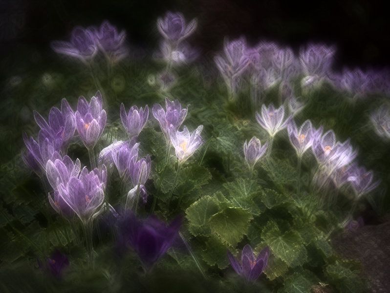 Krokus 12 van Edgar Schermaul