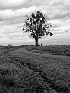 Eenzame boom langs een verlaten weg