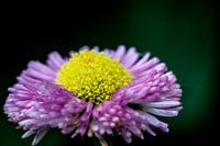 Bloem met stampers