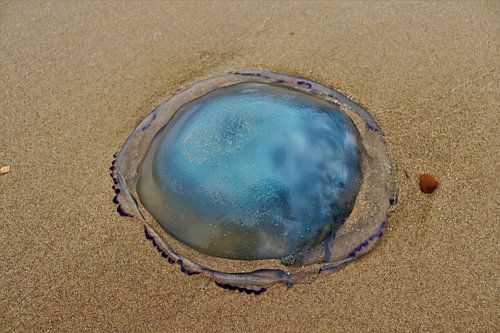 Kwal op het strand