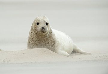 Grijze zeehond pup van Ruurd Jelle Van der leij