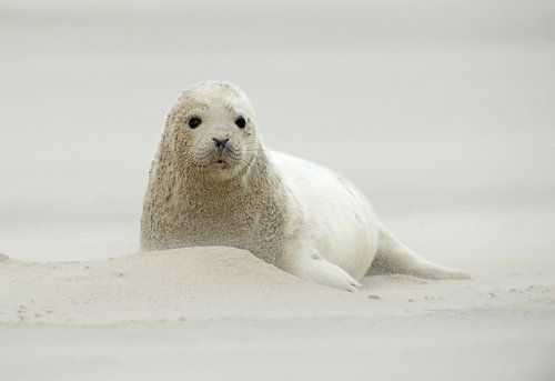 Grijze zeehond pup