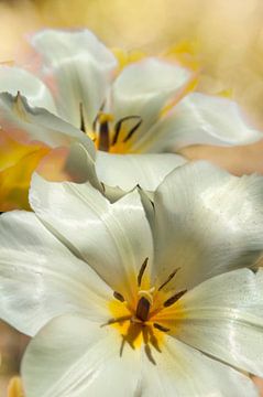 Weiße Tulpen von Corinne Welp