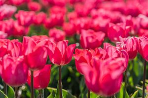 Bloeiend tulpenveld in de lente in Nederland