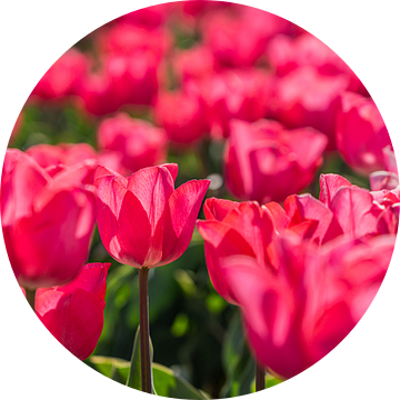 Bloeiend tulpenveld in de lente in Nederland