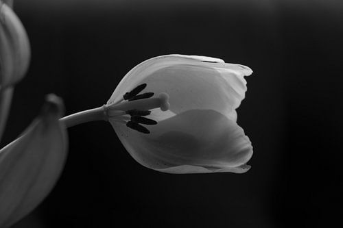 Half tulip in black and white photographed on dark background