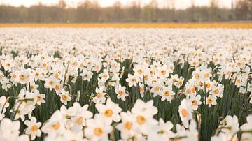 Field with blooming daffodils nearby Lisse, the Netherlands by Anna Krasnopeeva