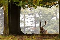 deer 
