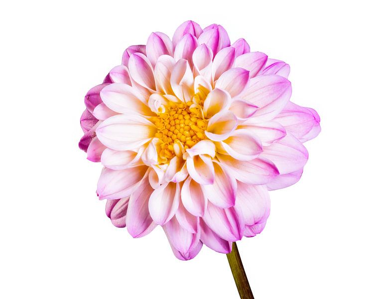 Macro of a dahlia flower on white background by ManfredFotos