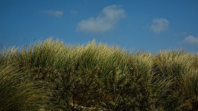 Helm und Sanddorn auf der Kwader Hoek bei Goedereede von Ton Van Zeijl