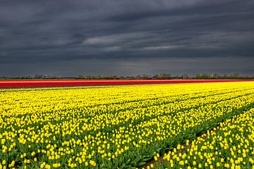 Zon schijnt op gele tulpen van peterheinspictures