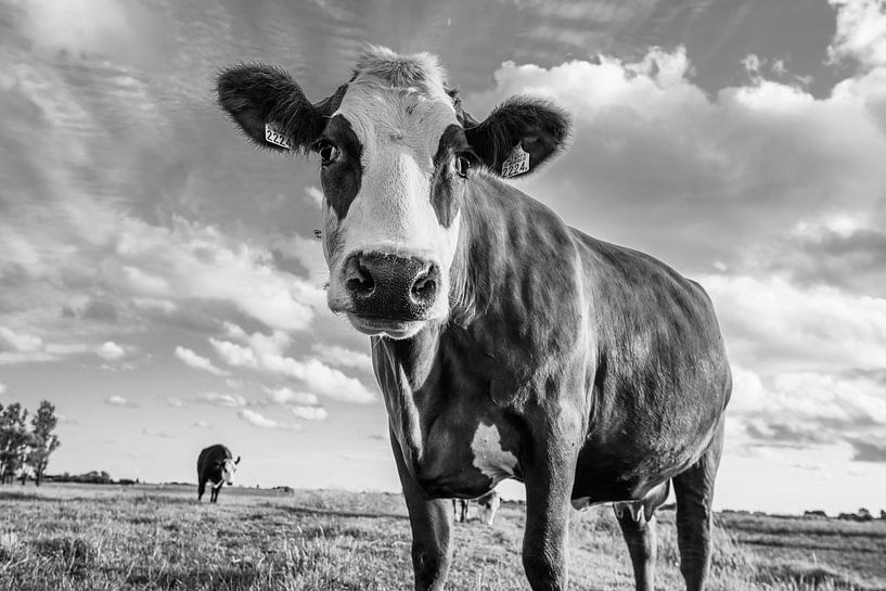 Koe in zwart wit van Dirk van Egmond