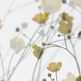 Lente van Frank Lavooij