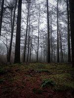 In the forest