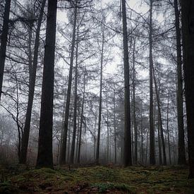 In the forest by Dagmar van Nieuwpoort