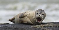 zeehondje