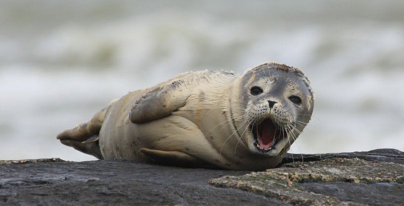 zeehondje van Johan Töpke