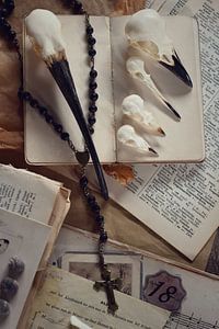 Sammlung #101 - Vögel von Angelique Brunas