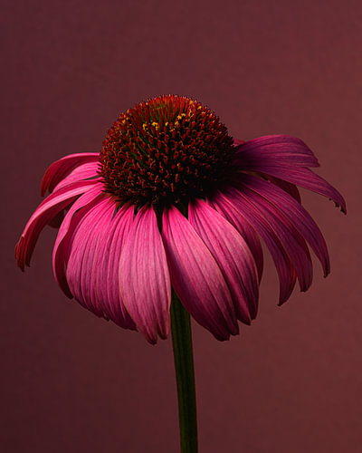 Think Pink – Rosa Sonnenhut, der im Licht tanzt