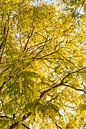 Robinia pseudoacacia frisia 6910080220 Fotograf Fred Roest von Fred Roest Miniaturansicht