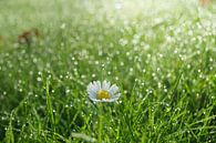 Gänseblümchen im Gras von Michel van Kooten Miniaturansicht