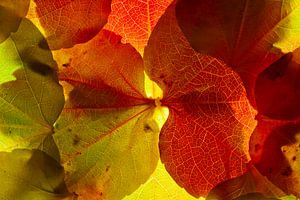 Herfstbladeren 19 van Henk Leijen