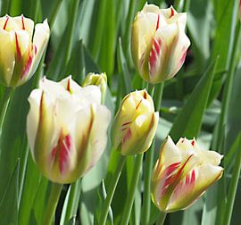 A Family von Lisa Pieters