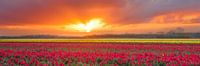 Vastes champs de bulbes en fleurs pendant un lever de soleil