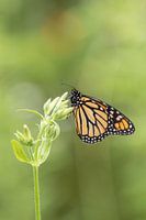 de Monarch vlinder, Europese vlindertuin