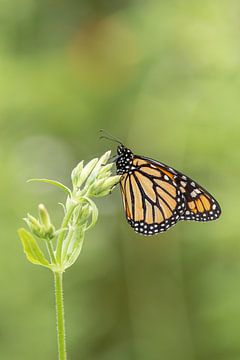 de Monarch vlinder, Europese vlindertuin