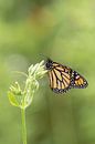 de Monarch vlinder, Europese vlindertuin van Gabry Zijlstra thumbnail