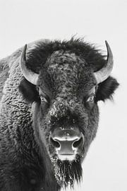 Bison sur Poster Art Shop