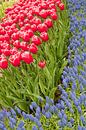 Flowerfield in Keukenhof, the Netherlands von Tamara Witjes Miniaturansicht