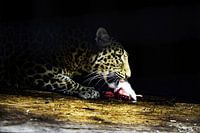 Leopard mit Snack