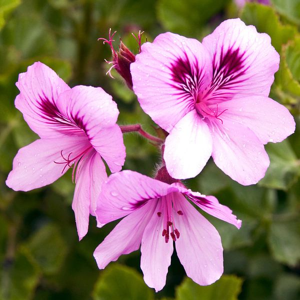 Pink flowers in spring light by Silva Wischeropp