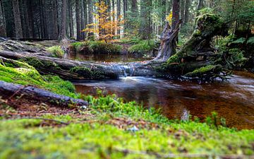 Rönischbachle in the magic forest near Bernau by Alexander Wolff