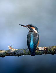 Ijsvogel in de Ochtendrust
