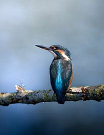 Eisvogel in der Morgenstille von Jorrik Espeldoorn