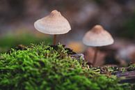 Mushrooms Oisterwijk by Ronne Vinkx thumbnail