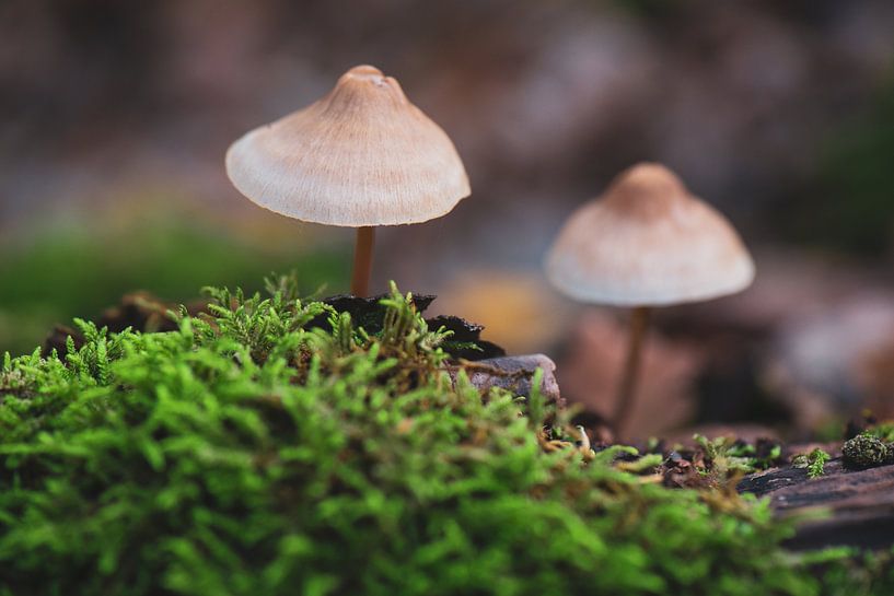 Mushrooms Oisterwijk by Ronne Vinkx
