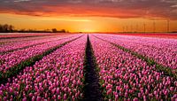 Tulpenveld bij zonsondergang by Patrick Rodink thumbnail