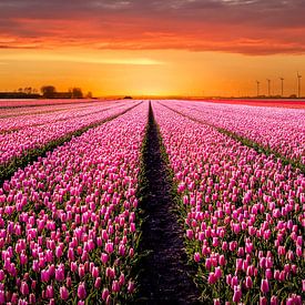 Tulpenveld bij zonsondergang van Patrick Rodink