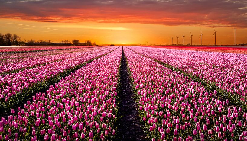 Tulpenveld bij zonsondergang by Patrick Rodink
