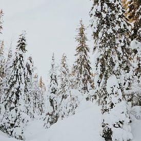 Sneeuw bomen in Lapland van Mieke Broer