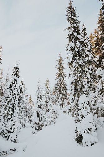 Snow trees in Lapland
